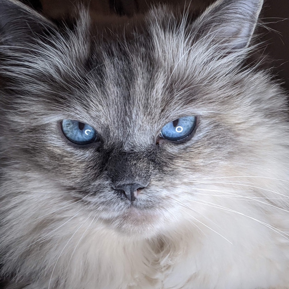 Meet your Posher, Savystuff